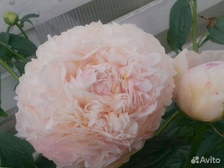 Саженцы пионов сорт Шифон Парфе