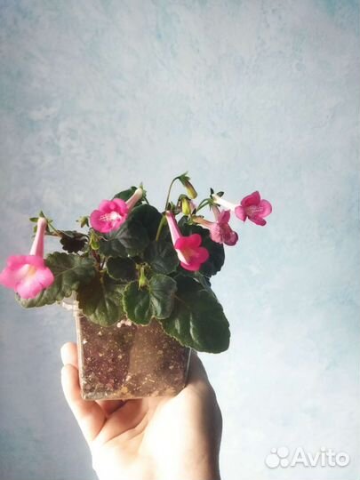 Комнатные растения цветы