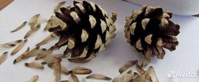 Семена / Сосна обыкновенная