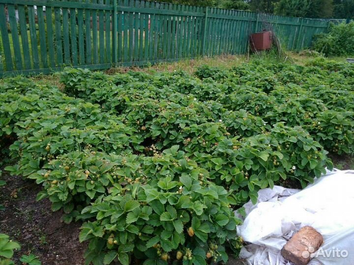 Рассада клубники голландского сорта