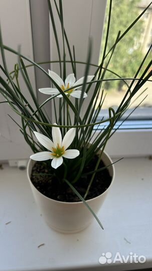 Зефирантес белый