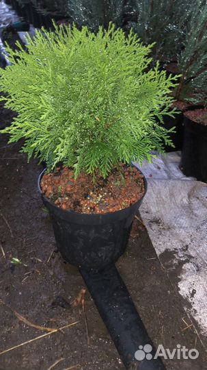 Хвойные растения