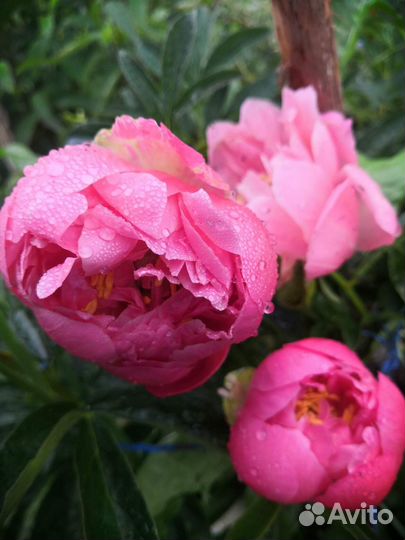 Пионы саженцы