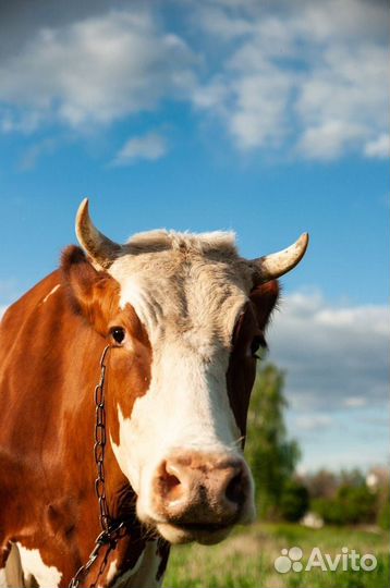 Корова дойная