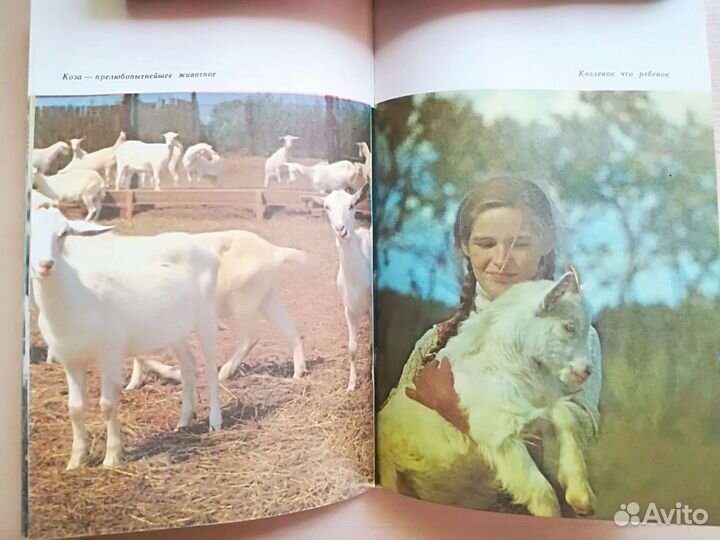 Что мы знаем о корове. Виктор Коньков