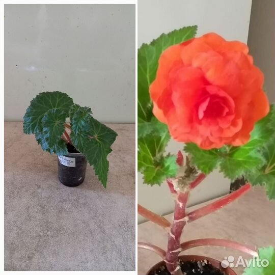 Бегония клубневая