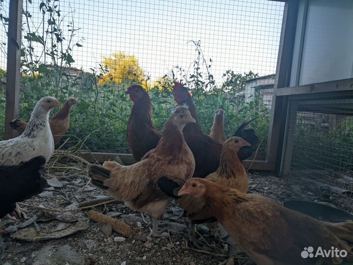 Карликовые декоративные курочки