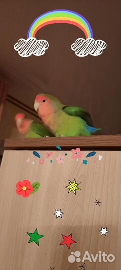 Попугай неразлучники пара