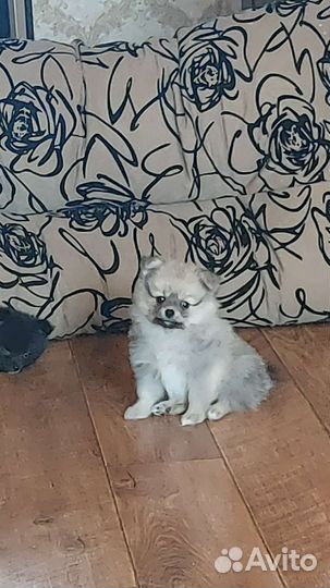 Щенки шпица