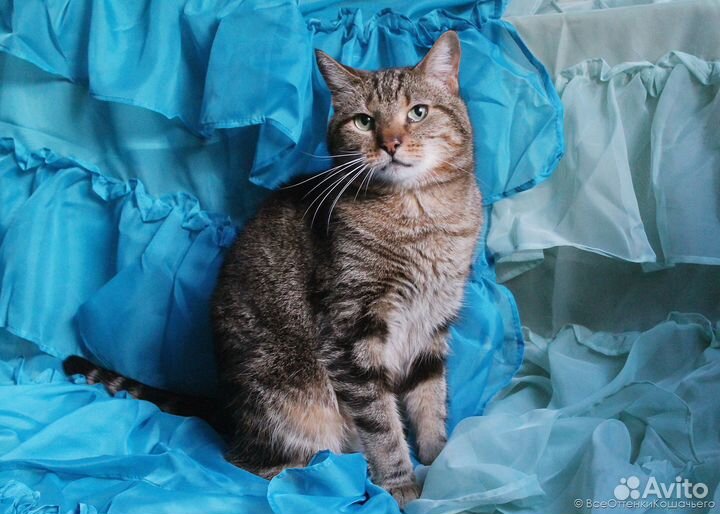 Полосатая кошка Ириска в добрые руки