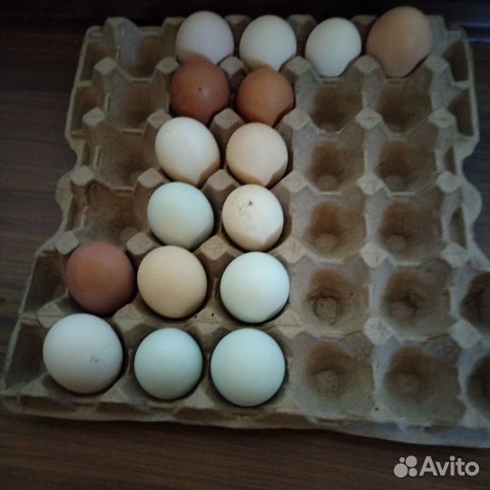 Яйца инкубаторские