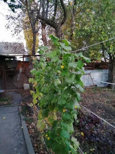 Дом 46 м² на участке 3 сот.