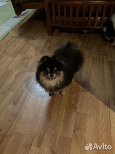 Померанский шпиц вязка