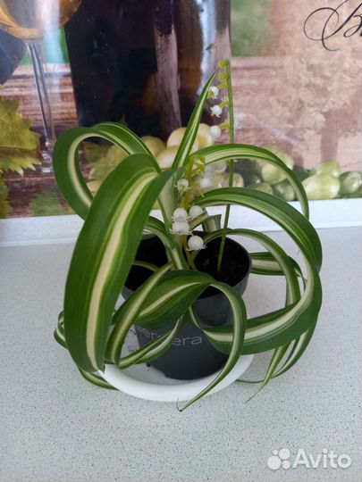 Хлорофитум кудрявый