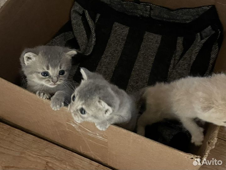 Британские котята