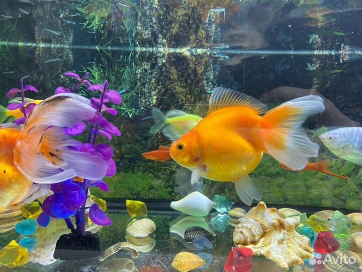 Аквариум с рыбами