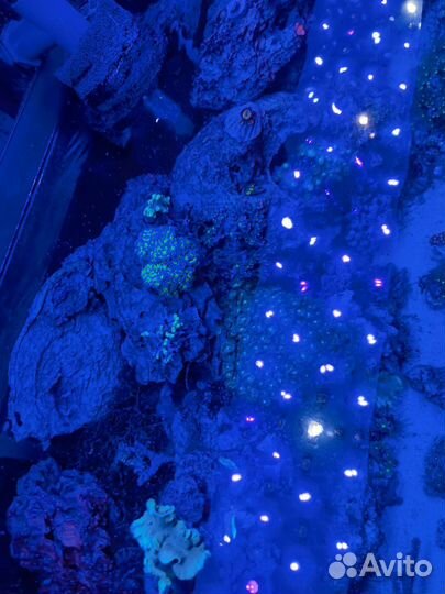 Морской аквариум на 150 литров