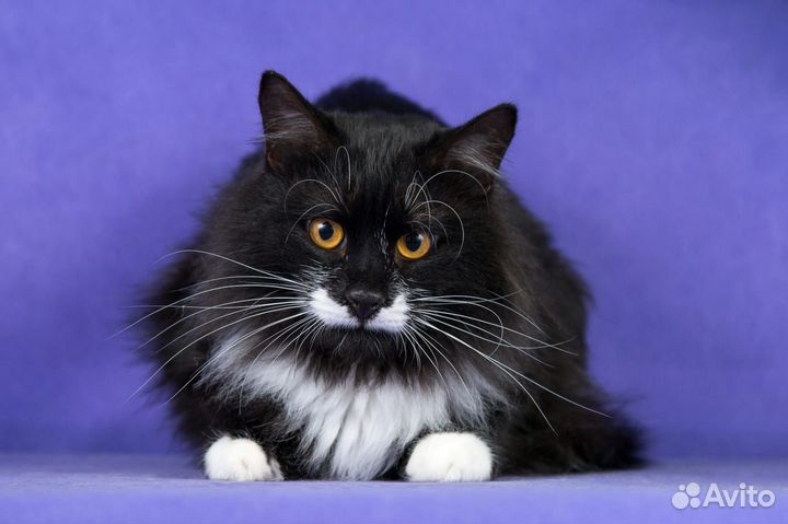 Котик Сироп в дар, в добрые руки