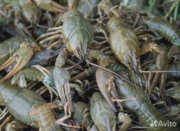 Раки живые доставка ян.декс. читайте объявление
