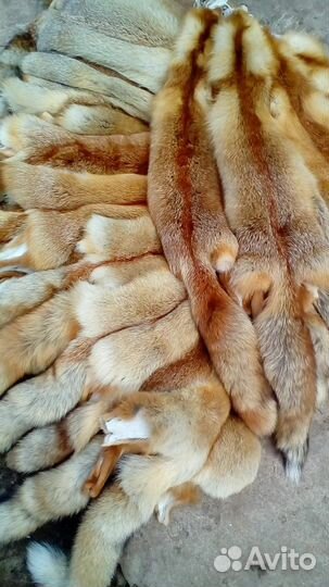 Шкуры лисы