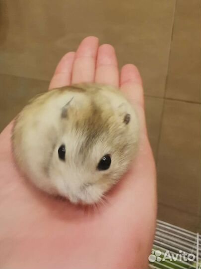 Джунгарские хомяки