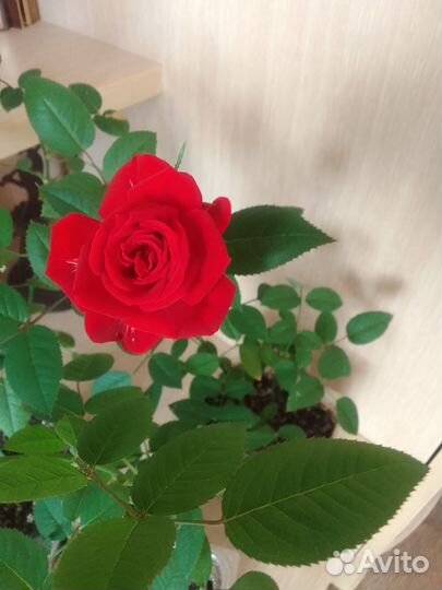Роза комнатная