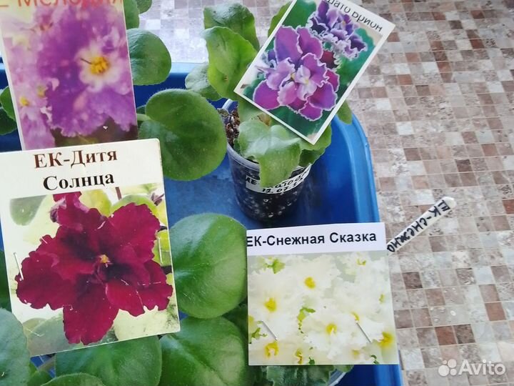 Набор деток 10шт Фиалок почтой