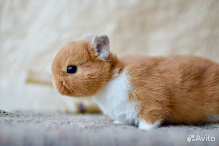 Карликовые кролики. Питомник Кролики от Оли