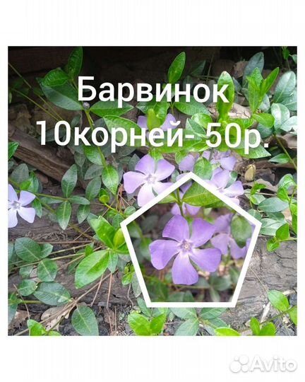 Почвопокровные растения