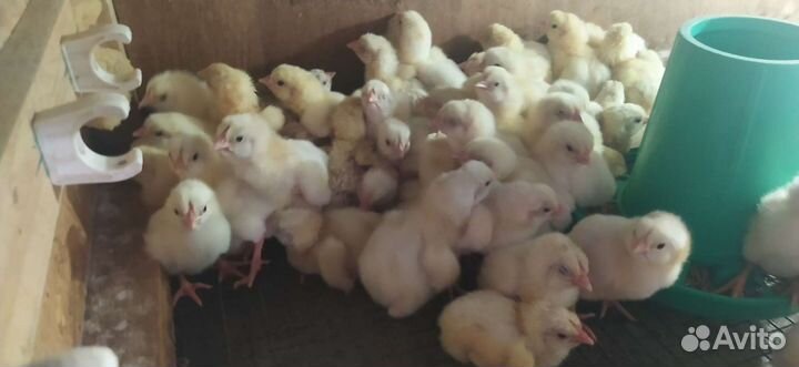 Цыплята бройлеры коб 500