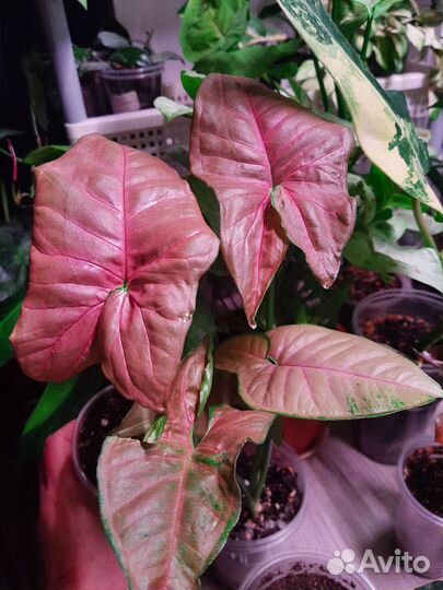 Сингониумы коллекционные