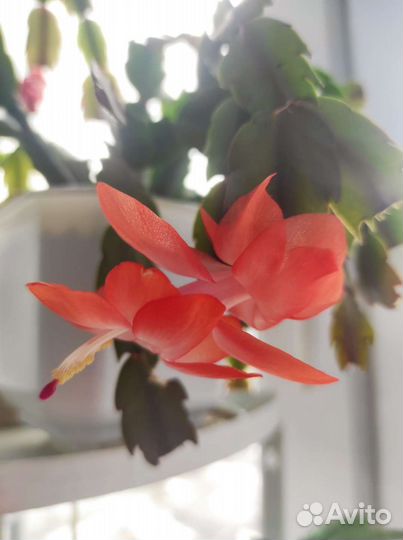 Декабрист шлюмбергера разные