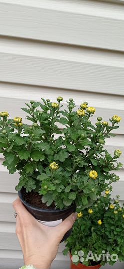 Хризантемы мультифлора