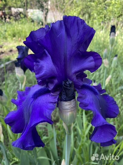 Ирисы сортовые, бадан широколистный