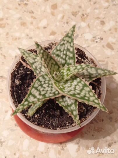 Комнатные растения