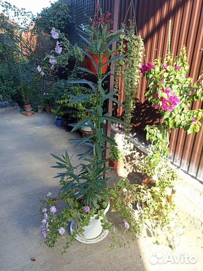 Комнатные растения цветы