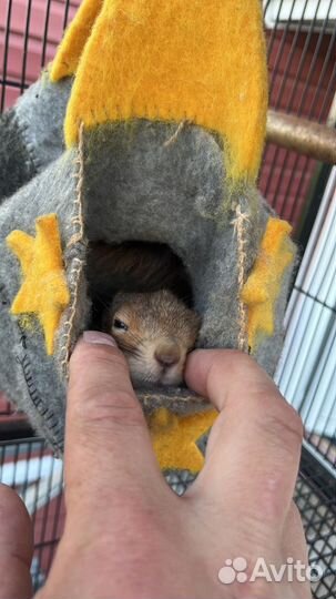 Онлайн прием ветеринарного врача