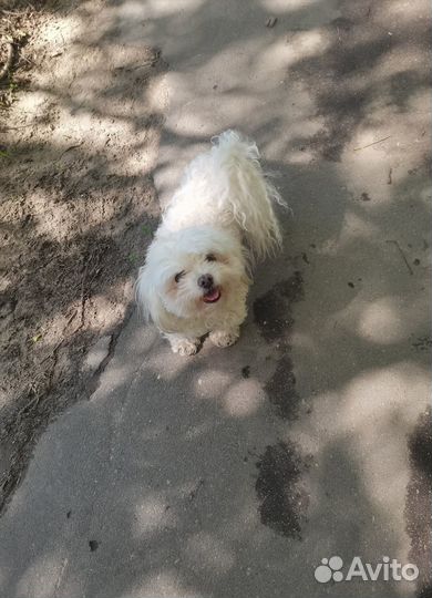 Потерялась собака