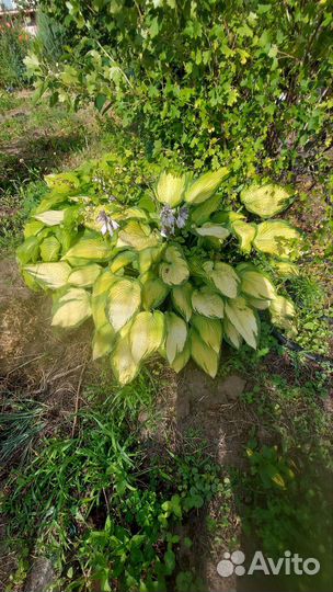 Декоративные растения для сада