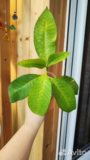 Табернемонтана «Elegans»