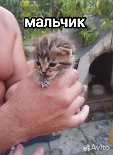 Котята отдам бесплатно