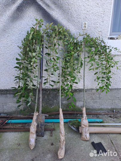 Ива Козья Пендула