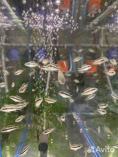 Пельвикахромис попугай (3-x месячные мальки)