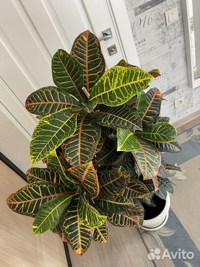 Кодеиум кротон