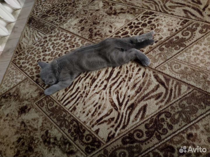 Британские котëнка