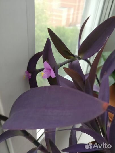 Комнатные растения цветы