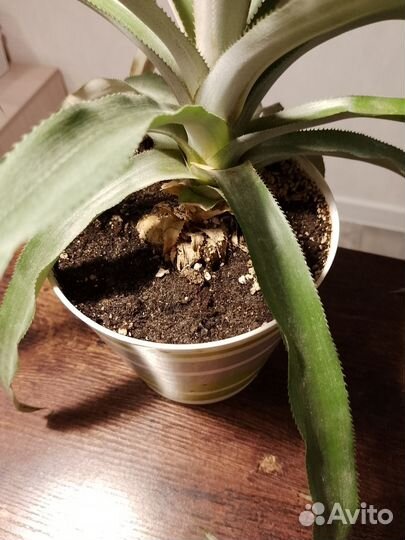 Ананас растение