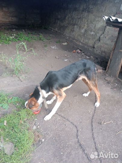 Собаки бесплатно в добрые руки