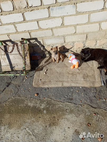 Щенок в добрые руки