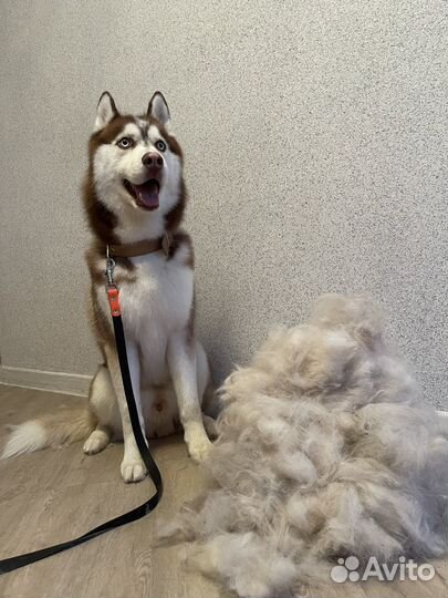 Груминг. выезд на дом